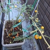 ベランダの暑さにやられて茎だけになるミニトマト！