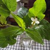 今年の薬草茶出来ました😊🍵