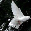 Dove と Pigeon