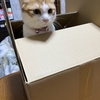 ダンボール大好き☆彡　茶白の🐯猫ちゃん。