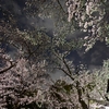 🌃夜の谷中霊園 桜並木🌸Z 6IIのピクチャーコントロールで遊びました☺