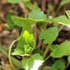 肴の山菜料理　【山菜サラダ】