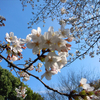 【桜便り】東京・音無親水公園