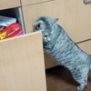 サバ猫の引き出し点検