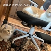雨田甘夏、サービスです。【猫と冷却と保温事情】