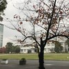 大阪市立大学合気道部の廃部について