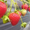 【岡山市南区】かもめファームでいちご狩り🍓西七区にあるいちごハウスでいちごの食べ比べ🎵