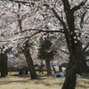 悠久山の桜ふたたび