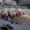 食後に眠たくなるのは脳に糖が足りてないから