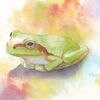 水彩画　行き詰ったときのアマガエル