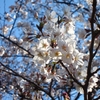 2016年3月26日、新宿御苑の桜の開花状況は