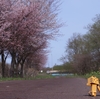 八雲町　遊楽部公園の桜並木