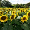 近所の公園の向日葵で夏を感じよう