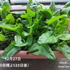 【ダイソーの野菜の種】豊葉ほうれん草をプランター栽培で育てました（トウ立ちするまで無限収穫に挑戦中）