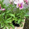 パンジーの花を食べるナメクジとの闘い！