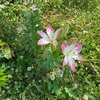#スカシユリ の花が咲きました 2025.06.29.