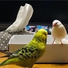 文鳥とセキセイは仲良くならないと言ったな？