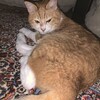 捨てられない理由