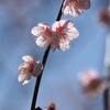 花びらは散っても花は散らない