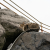 隣県離島のねこさん