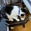 朝ごはん