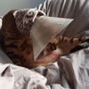 猫の市販のエリザベスカラーが効果不十分だからDIYで作ってみた！