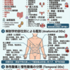 成人における腹痛の鑑別診断総説