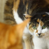 KPC 😺Cat Friendly😺通信③