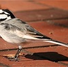 駐車場などで良く見かけるトコトコ歩く鳥。その名も『ハクセキレイ』