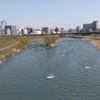 癒やしの豊平川?!