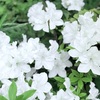 とても疲れた赤坂までのウォーキングと、その分楽しんだ和菓子のおやつ。