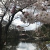 春爛漫、吉祥寺・桜の井の頭公園と(2022/3/27訪問)