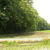  [河川][歴史]　昔の荒川探索行（９）古隅田川自然堤防の集大成「金山堤」