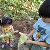 お兄ちゃんと トウモロコシ収獲