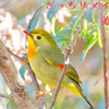相思鳥
