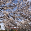 【鎌倉いいね】本日、段葛の桜は満開（４月１日現在）