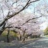 緑地公園の桜🌸満開です❗