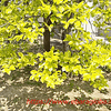 萌黄色の季節・梅の実と桜の実