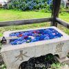花手水で梅雨の季節に彩りを。小千谷慈眼寺