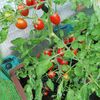雨ばかりですが　トマト大量収穫です。