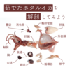 茹でたホタルイカを解剖・観察してみよう