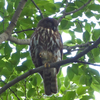 眠りのアオバズクと小鳥たち。＠京都御苑