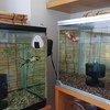 金魚水槽のコケ化の違いはエサかも