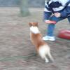 走るジャッキーとアジリティ