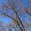 桜東風体育の声きびきびと（あ）