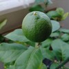 【2021年8月】定期観測と栽培品種。レモン、金柑の実が膨らむ