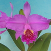 Cattleya lueddemanniana f.rubra `Totomi'  