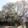 ハクモクレン　白木蓮②　Magnolia denudata　2015