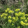 スイス高原に咲く草花の魅力