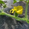 家庭菜園　スイカの開花